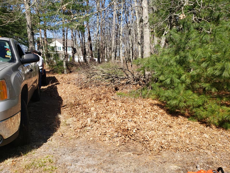 Before shot of Seasonal Cleanup